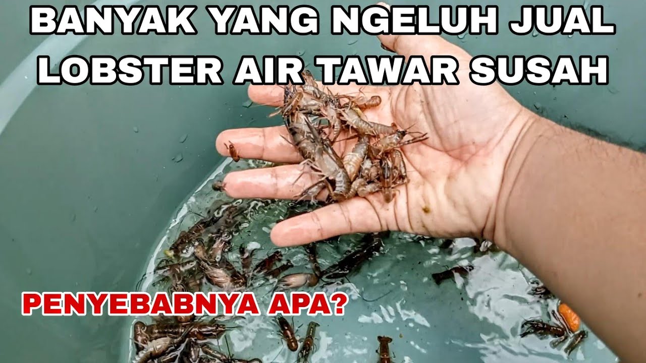 MUSUH SETELAH BERHASIL BUDIDAYA LOBSTER AIR TAWAR ADALAH CARA MENJUALNYA GIMANA???..