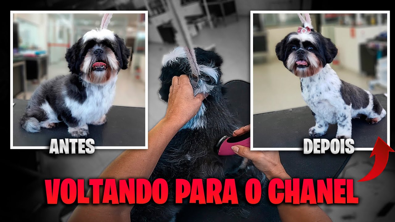 MUDANDO DE TOSA TEDDY PARA CHANEL | *a cliente enjoou da tosa*