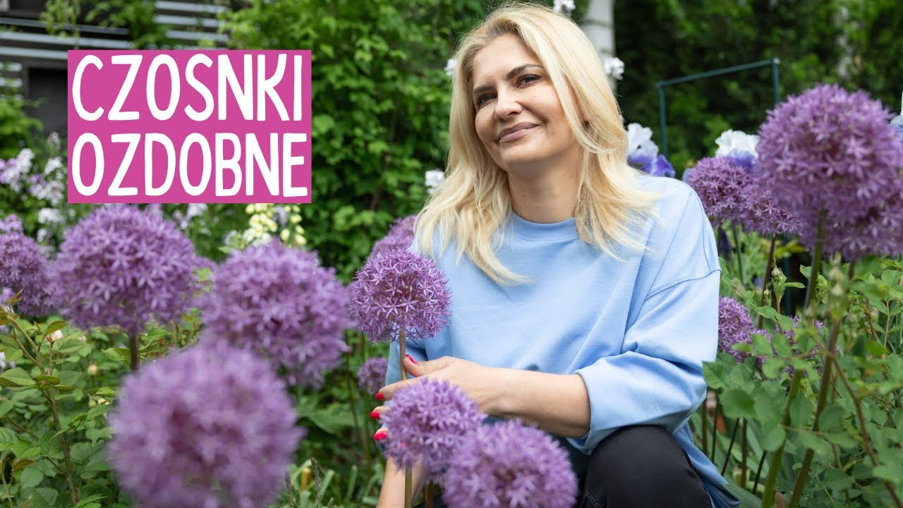 Nie wyobrażam sobie mojego ogrodu bez nich! CZOSNKI OZDOBNE