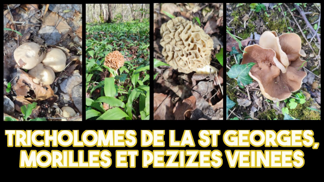 Prospection tricholomes et morilles sur spot à ail des ours.