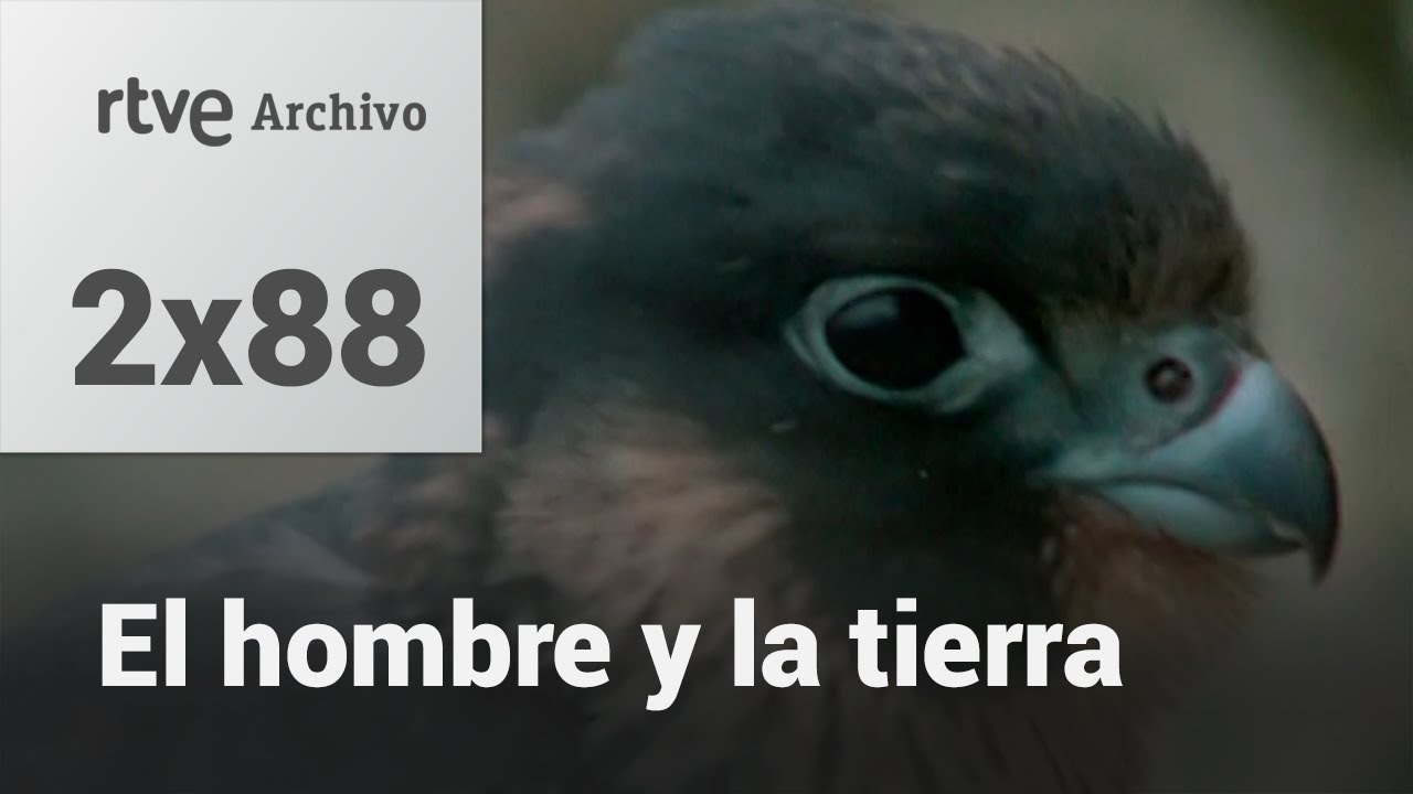 El hombre y la tierra: Capítulo 104 - Aves Esteparias II | RTVE Archivo
