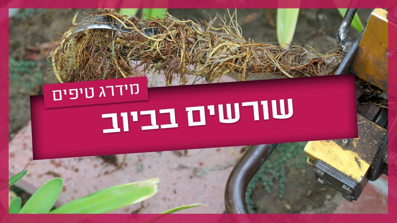 שורשים בביוב - איך מטפלים בשורשים בביוב?