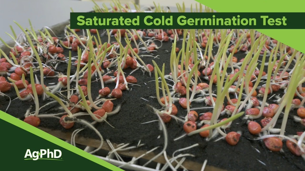 Saturated Cold Germination Test (From Ag PhD Show 