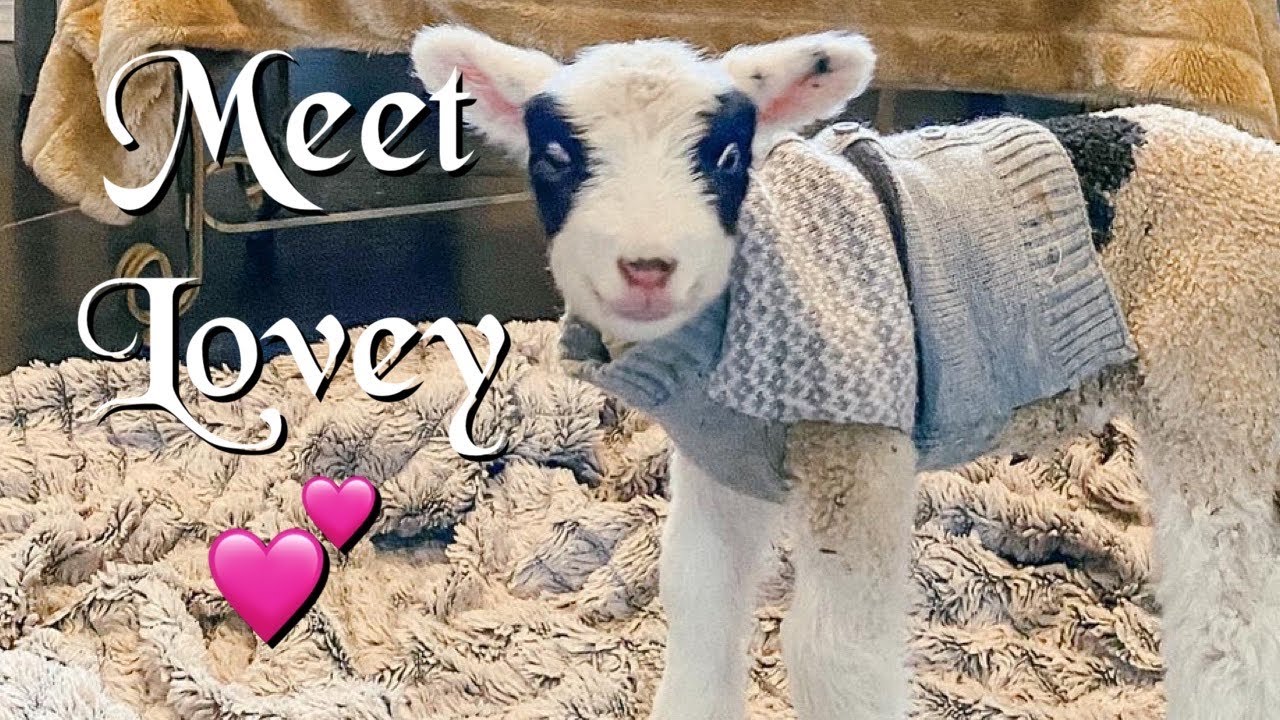 A New Baby Lamb // Harlequin Sheep Lamb Born in Siberian Blast 🥶🐑💕