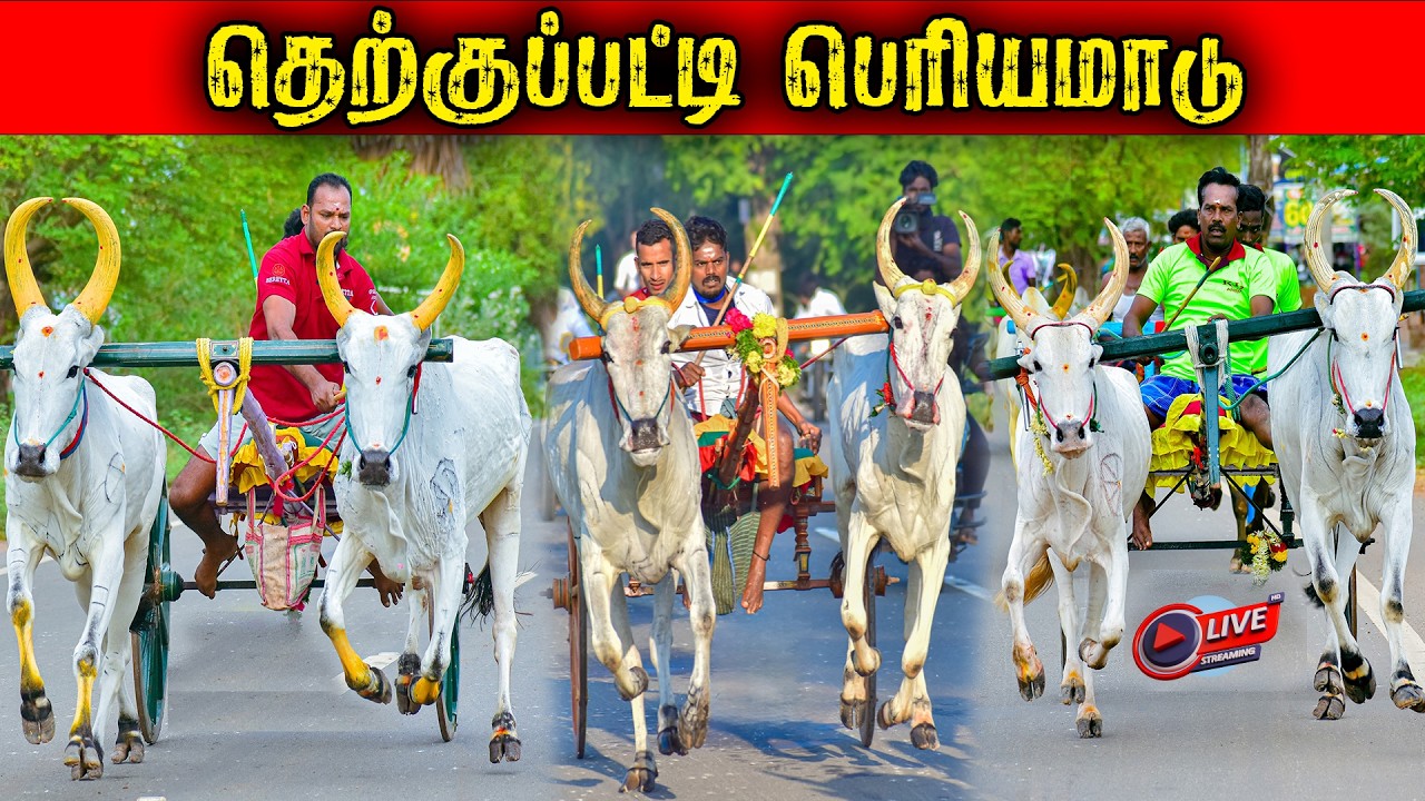 ⭕LIVE|பெரியமாடு தெற்குப்பட்டி 15,001ஆயிரம் யாருக்கு?? நேரலை
