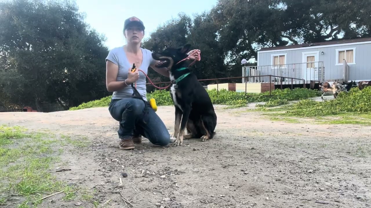Monty German Shepherd mix, pager intro (2 of 2), working around distraction ￼