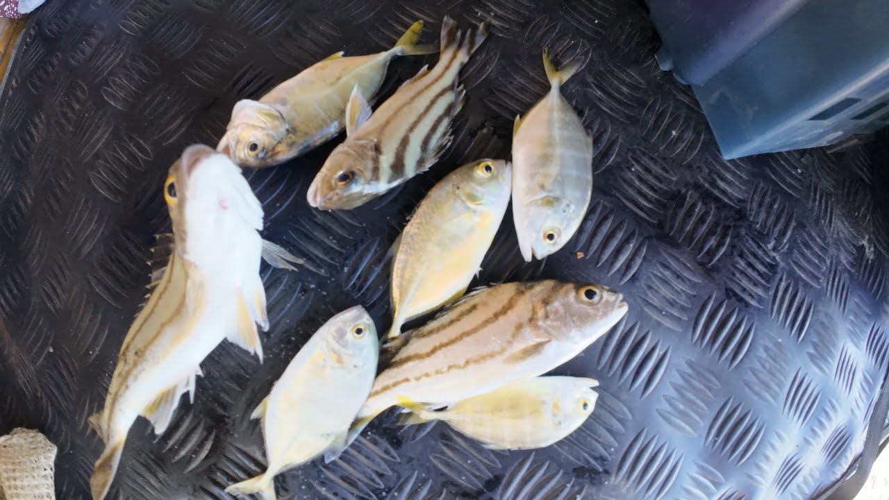 Fishing under the bridge of bucana 76-A boulevard davao city | Sabiki fishing