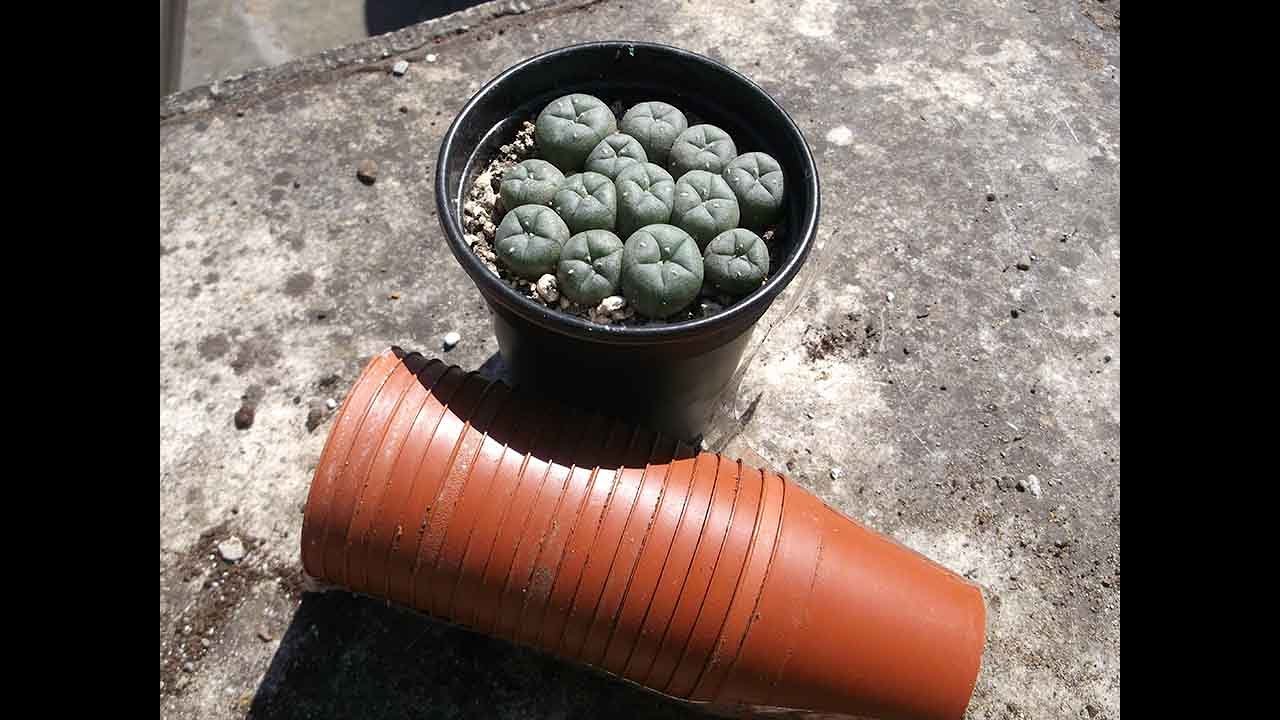 Re potting my Lophophora williamsii cactus Seedlings - The Peyote Cactus
