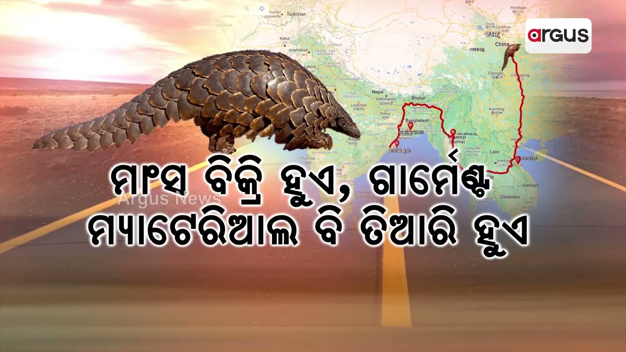 Pangolins Smuggling Surging In Odisha