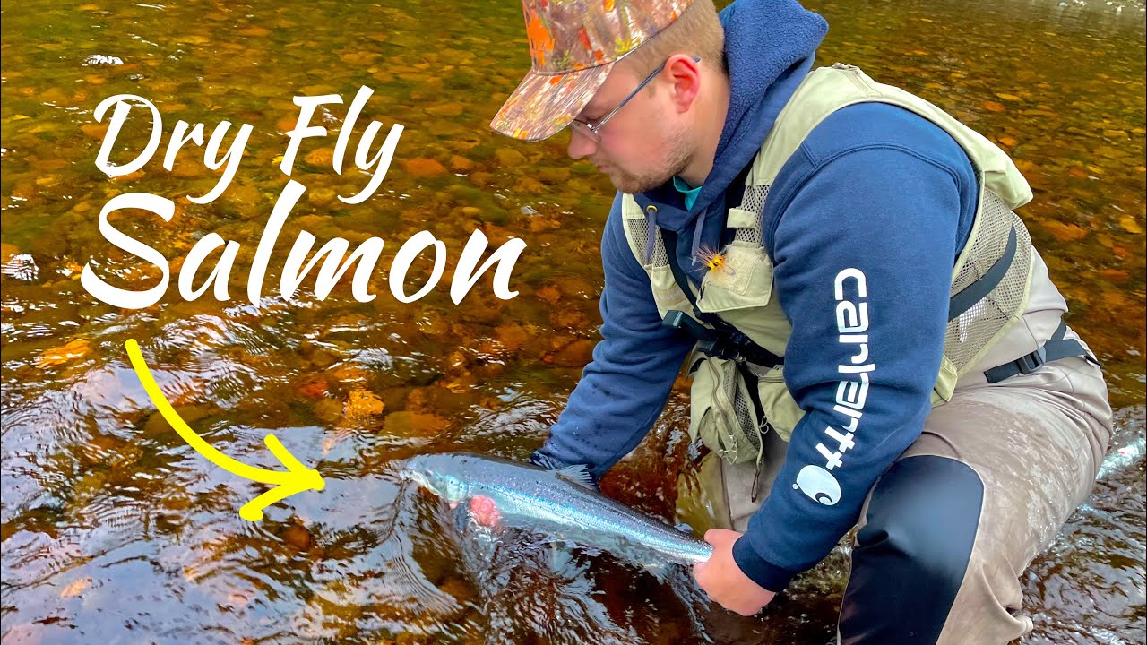 Epic Dry Fly Fishing for Atlantic Salmon in Newfoundland !