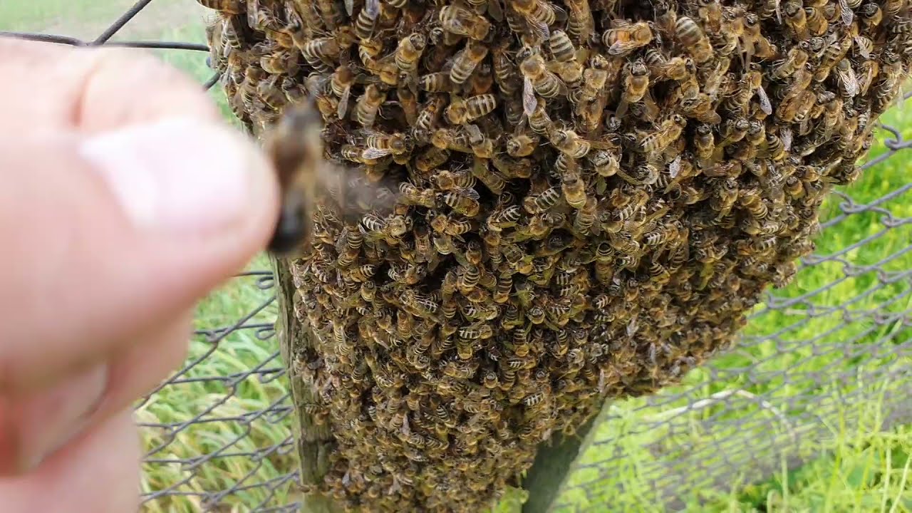 Как поймать рой пчел и посадить их в улей. How to catch a swarm of bees and put them in a hive