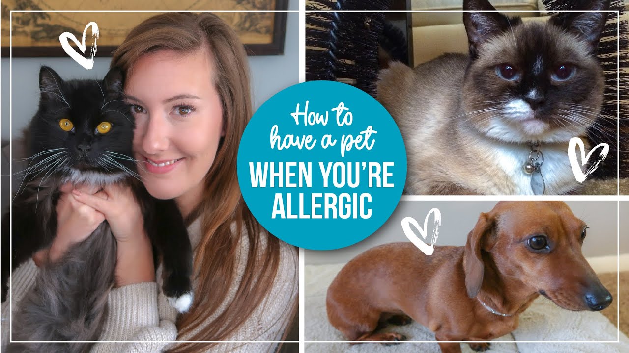 5 Tips for Managing Pet Allergies | How to live with a pet you're allergic to