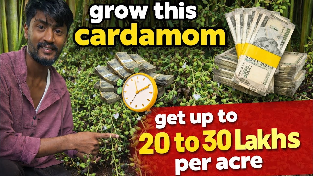 Grow This Green Gold Cardamom 🌿 | Earn ₹20–30 Lakhs Per Acre | Complete Farming Guide 