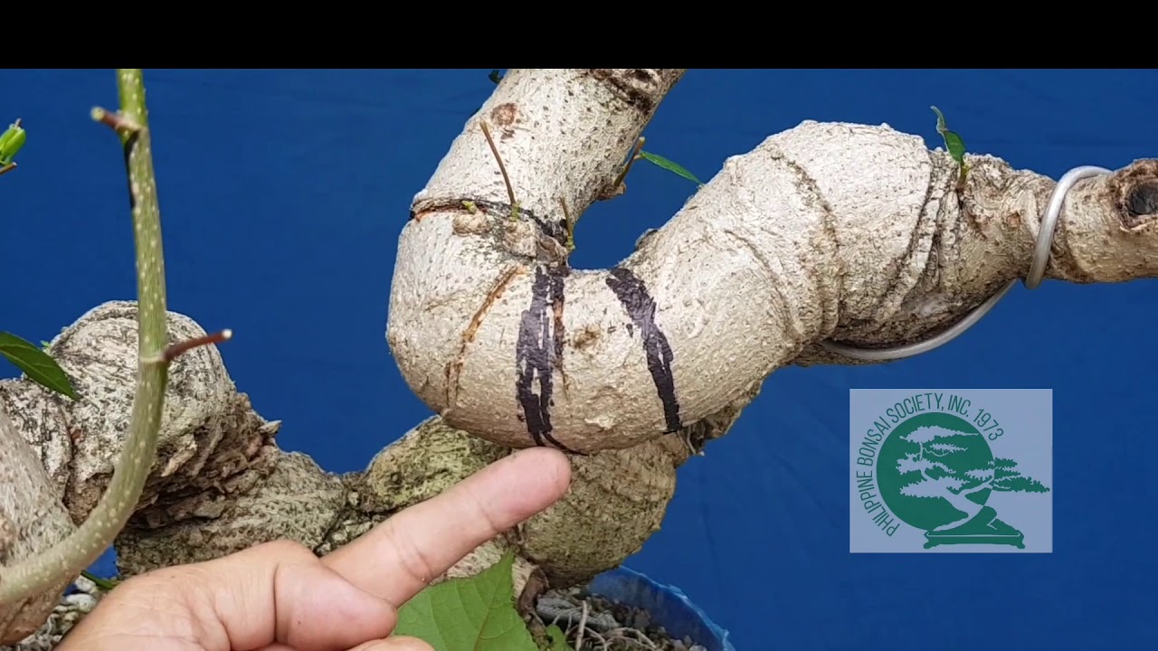 Hibiscus Bonsai:   HIDING MAJOR CUTS and detailing major line with English sub