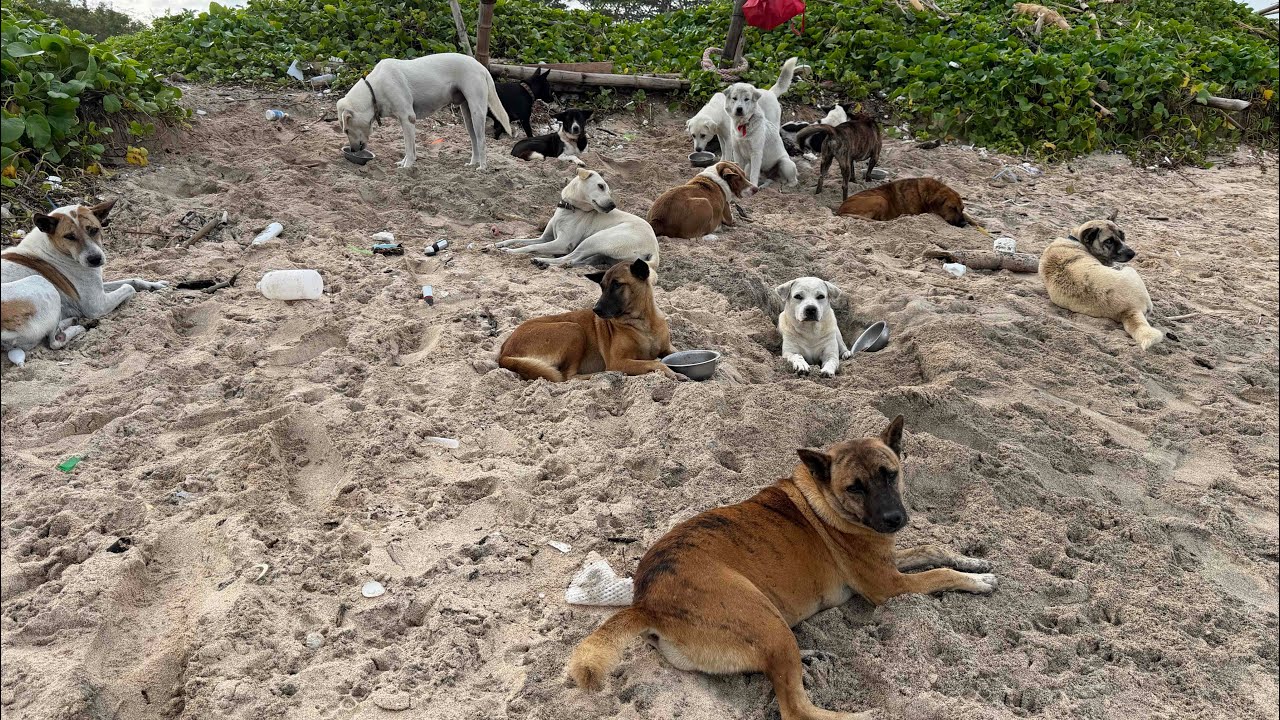 Daily routine of feeding stray dogs on the beach 106 | StreetDogsCH