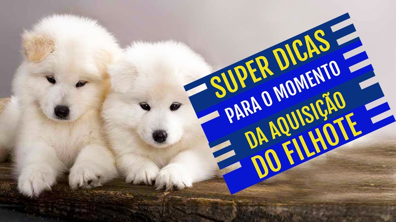 SUPER DICAS PARA O MOMENTO DA AQUISI&Ccedil;&Atilde;O DO FILHOTE