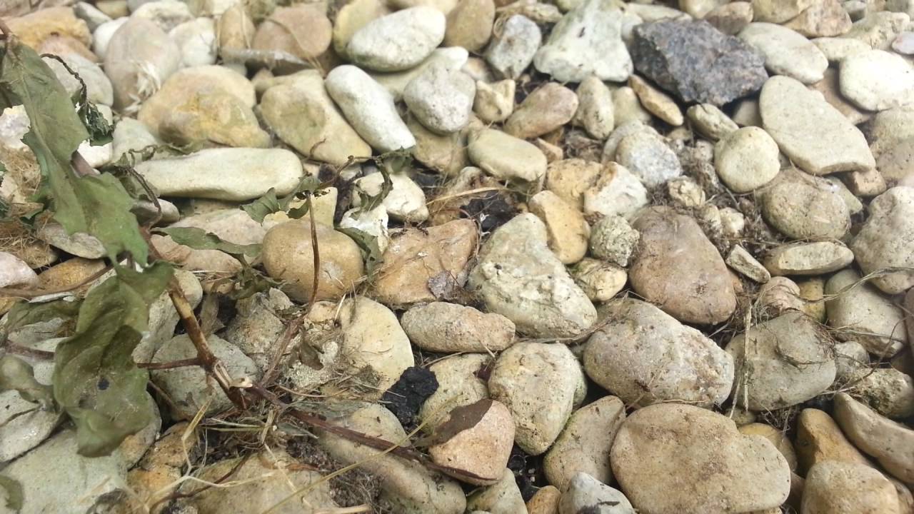 Boric acid used to kill ants