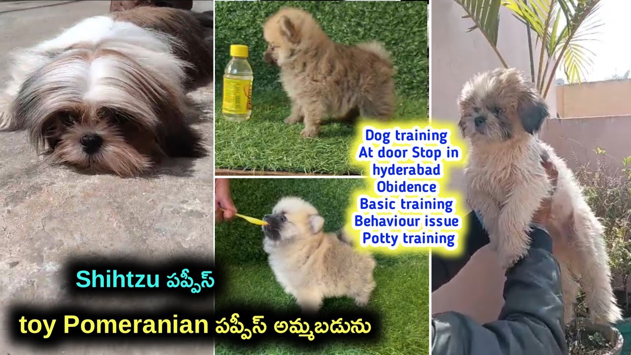 top quality Shihtzu,Toy Pomeranian puppies for sale in telugu/9032185211,9000205200 /aj pets