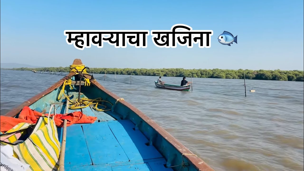 म्हावऱ्याचा खजिना😱 होड्या भरून पडल म्हावर,वाणे मासेमारी#fish#fishing#aagrikoli#MulletFish #season 