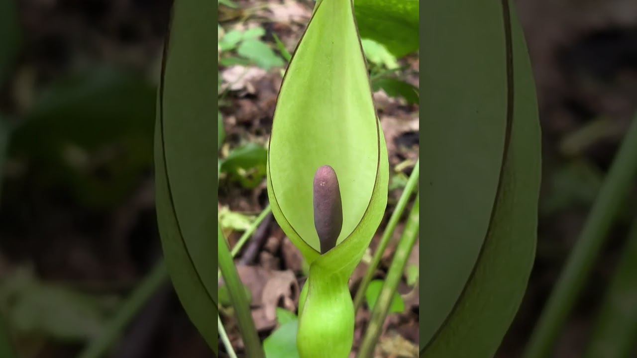 Лісова квітка Кліщинець#Arum maculatum#