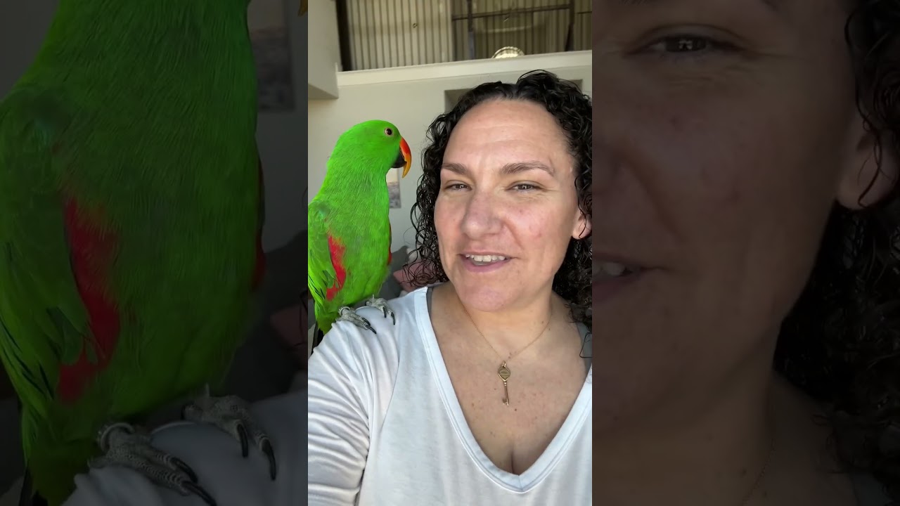 But remember, just because a bird can talk doesn&rsquo;t mean they will. #birds #eclectusparrot