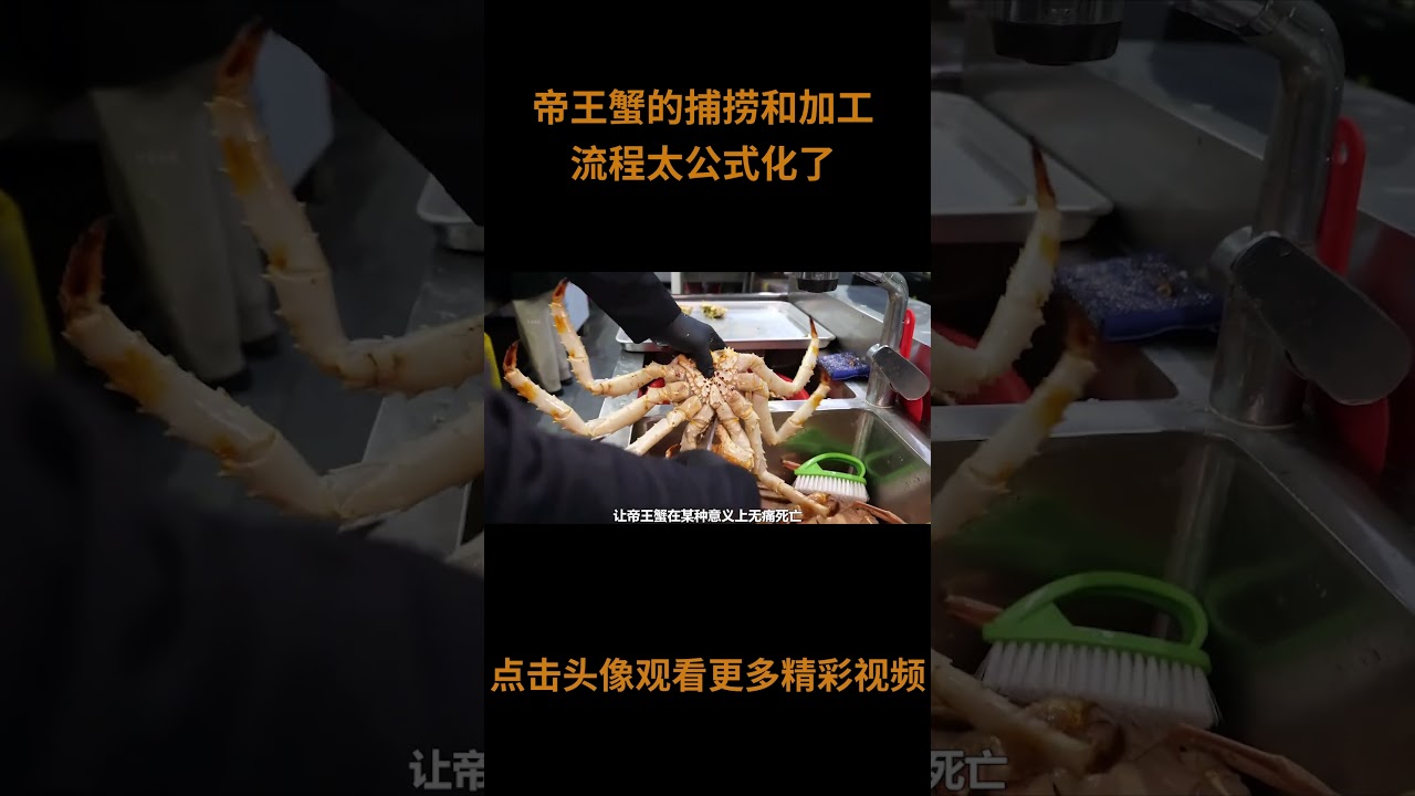 帝王蟹是如何捕捞和加工的？流程太公式化了#海鲜 #纪录片 #制作过程