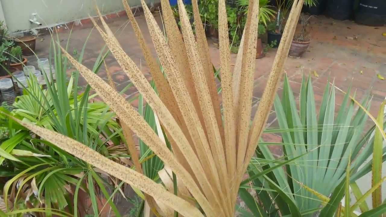 Sabal bermudana _ Aug 013( Yellowing ? )...