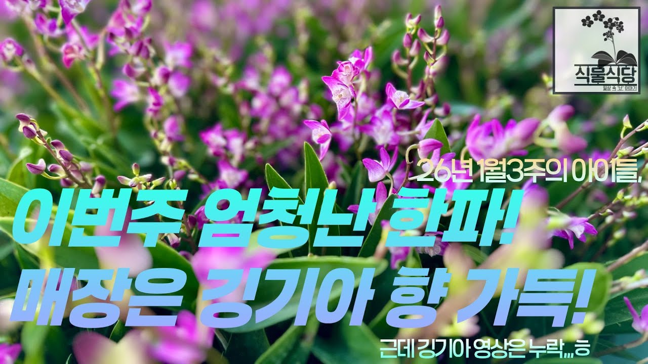 1월3주 아이들, 이번주 한파인데, 매장은 깅기아향 가득!