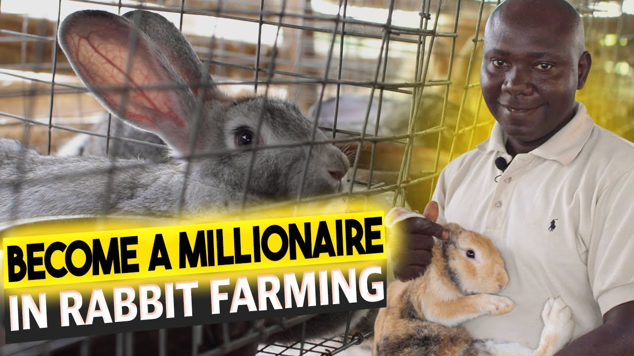 How To Start A Rabbit Farm in Nigeria | Everything About Rabbit Farming