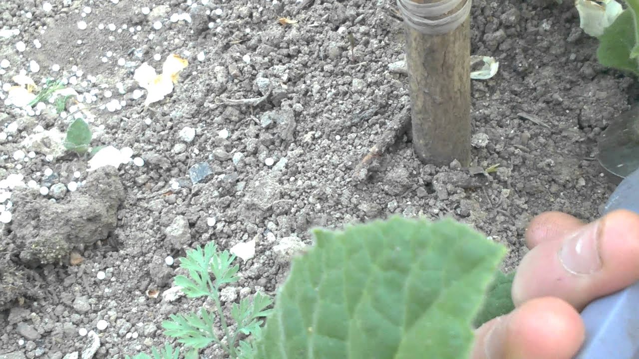 Cs&aacute;sz&aacute;rfa (Paulownia) hajt&aacute;sv&aacute;laszt&aacute;s