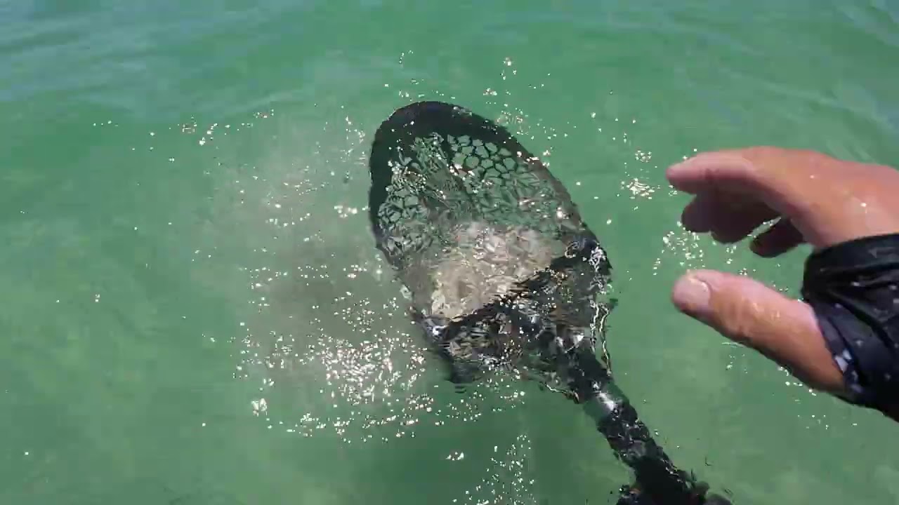 Beach Metal Detecting ! Miami Water Hunt.