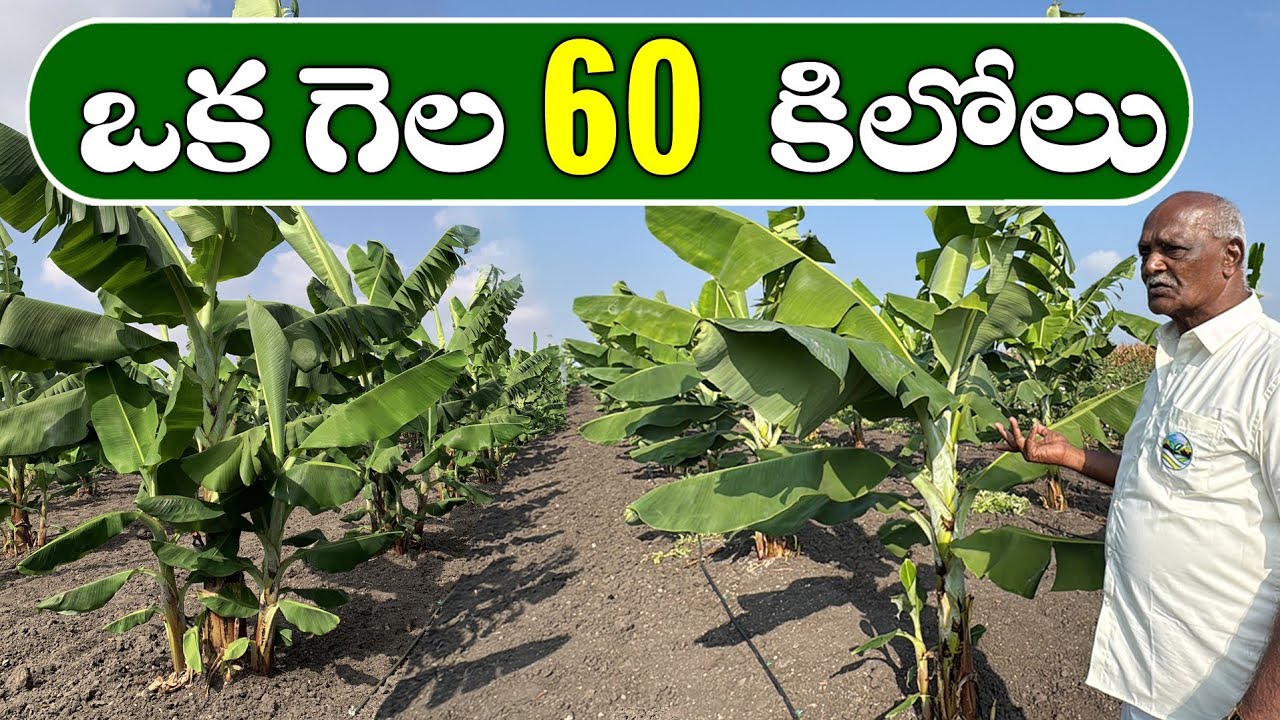 ఒక గెల 60 కిలోలు... || Banana Farming with Ponnuswamy oils || Organic farming