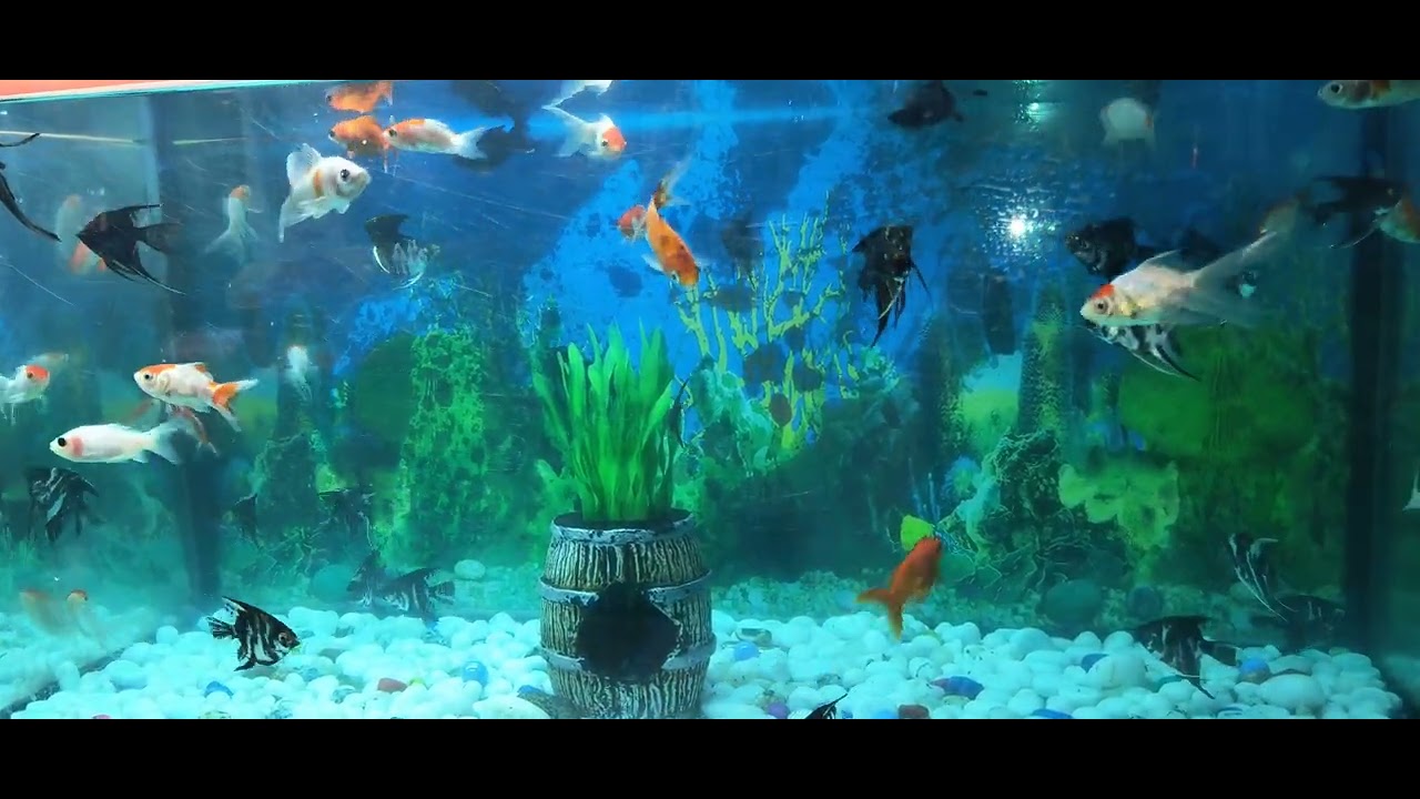 #fish