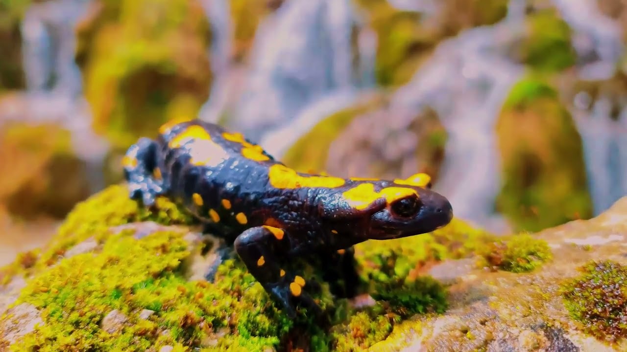 🎉 Geben Vadisi Milli Park İlan Edildi 🌿