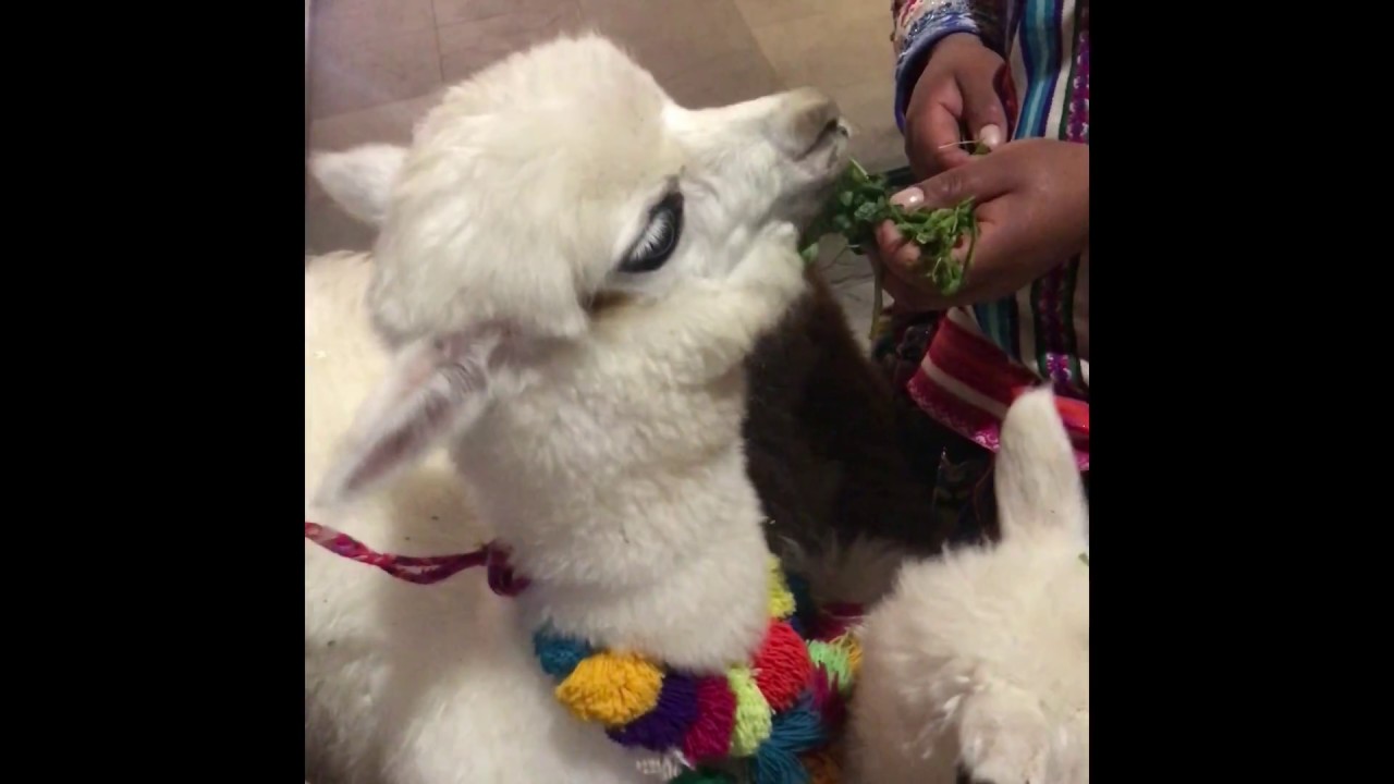 Baby alpaca In Cusco, Peru Looks Fake