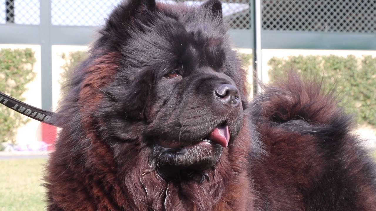 Carattere Razza Chow Chow