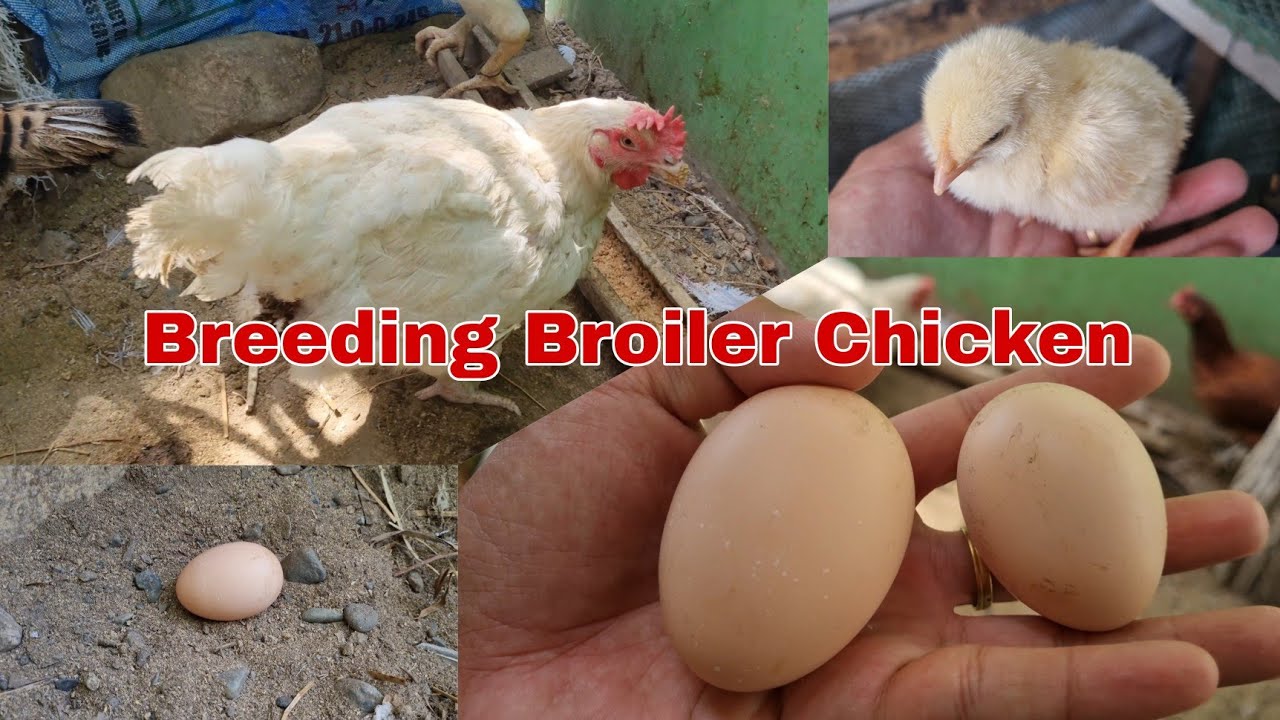 Bumili ako ng 45 days for future breeder.../Vlog#134