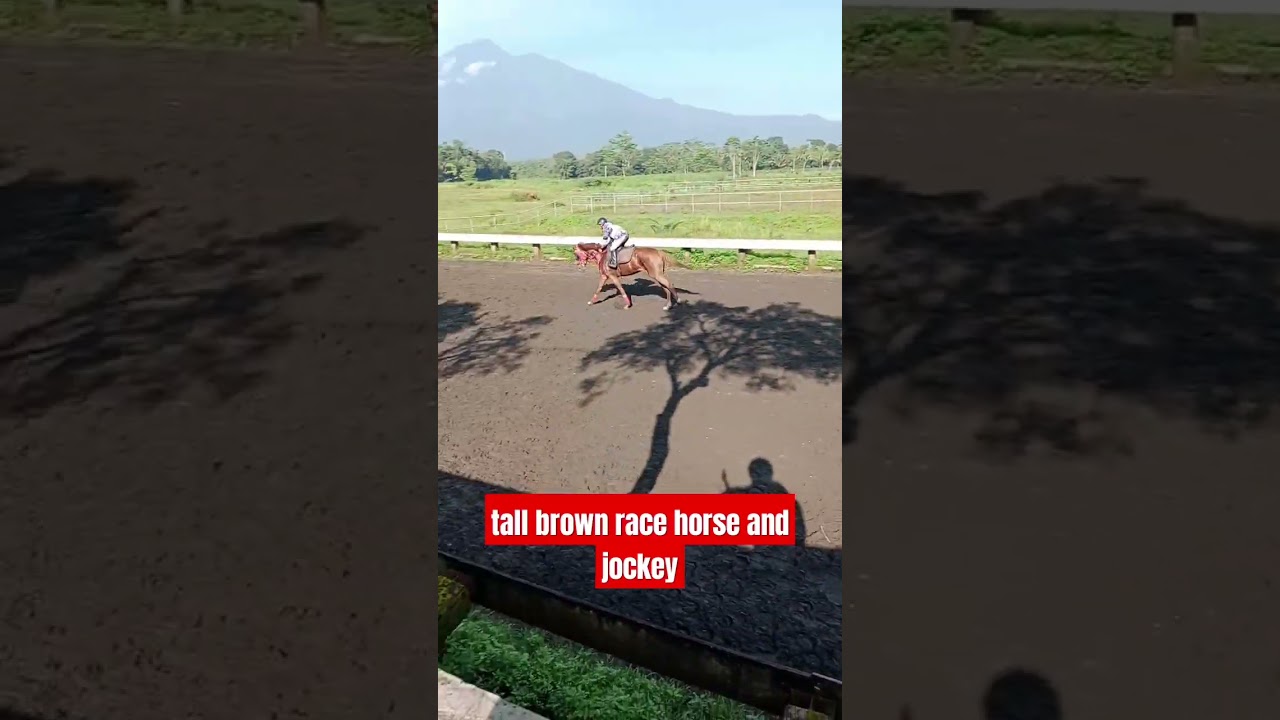 tall brown race horse and jockey #shorts #horse #horsewalking #racehorse #horseracing