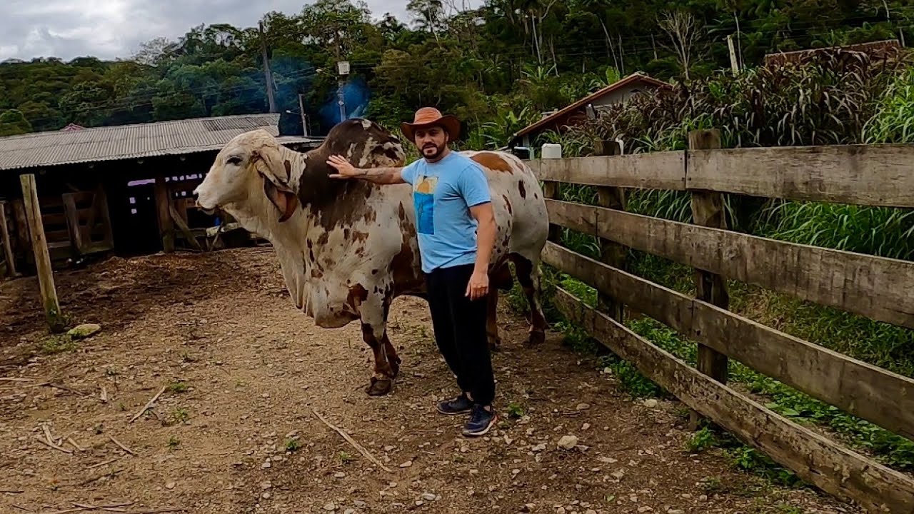 MOSTREI OS ANIMAIS DO SÍTIO PARTE 2.