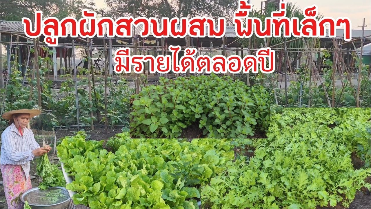 พื้นที่ไม่ถึงไร่ ปลูกผักหลายชนิดมีรายได้ทั้งปี