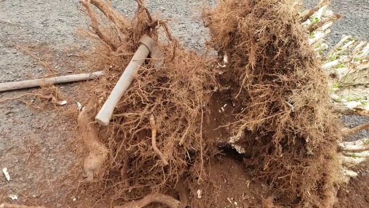 Extracción de 