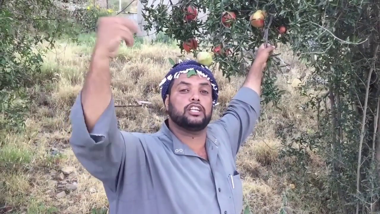الطريقة التقليدية لحفظ الرمان 
عند الأجداد