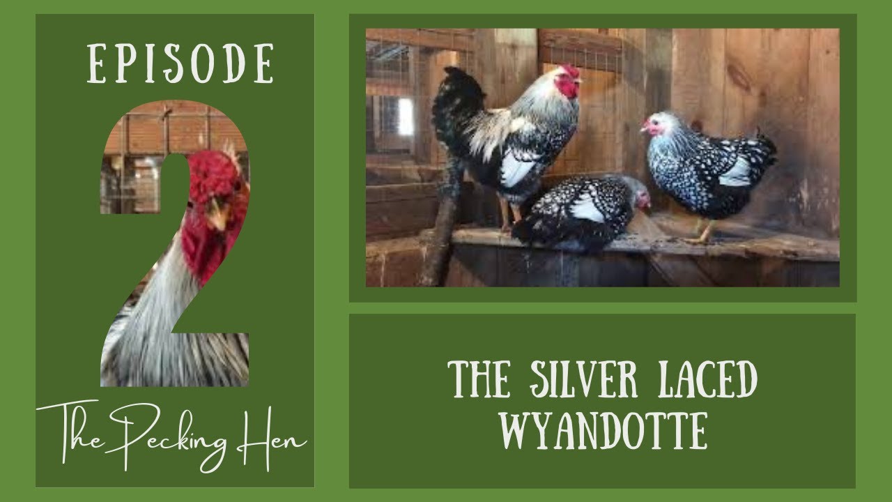 The Silver Laced Wyandotte (Heritage Breed Chicken)