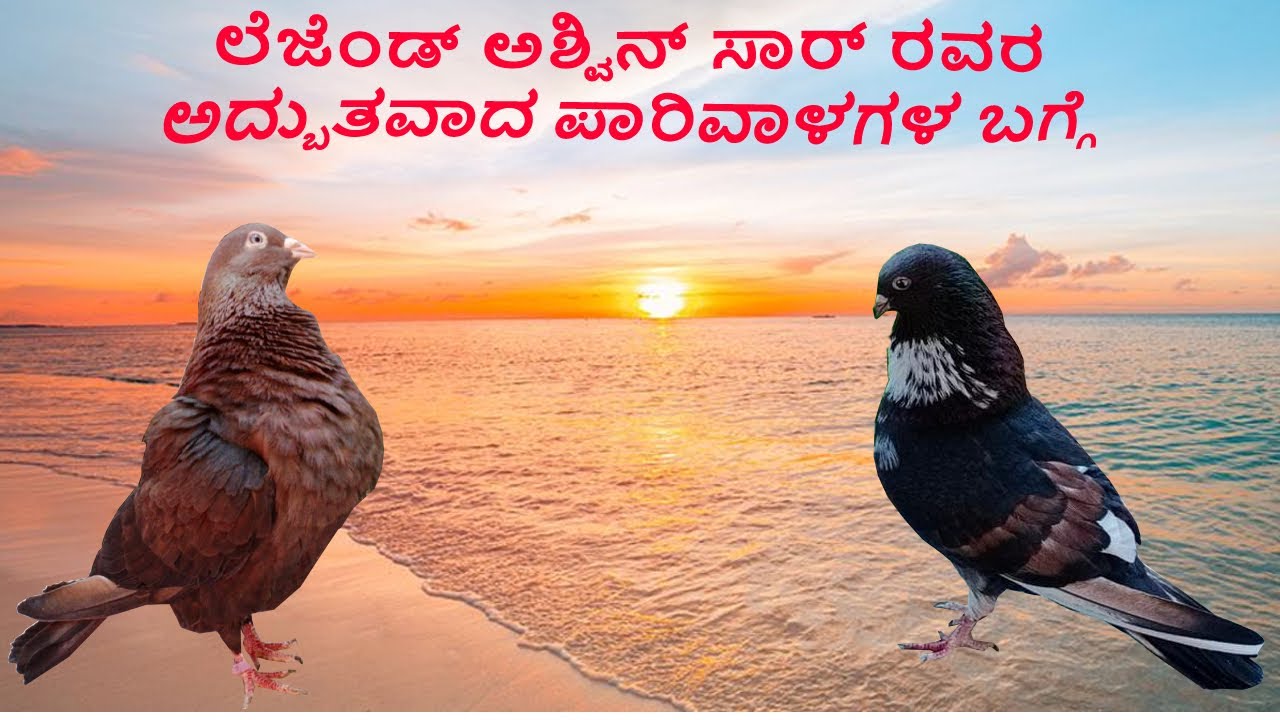 ಲೆಜೆಂಡ್ ಅಶ್ವಿನ್ ಸಾರ್ ರವರ ಅದ್ಬುತವಾದ ಪಾರಿವಾಳಗಳ ಬಗ್ಗೆ | Information legend ashwin sir top most breed