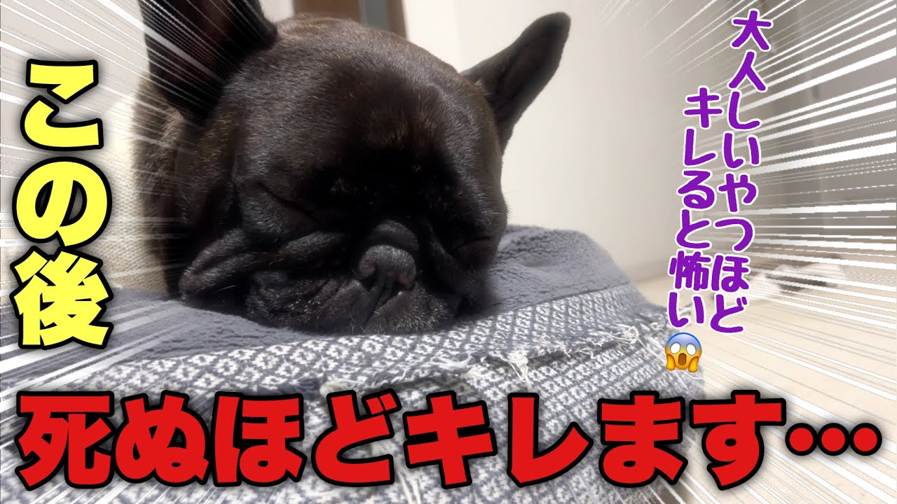 【男と男の本気の戦い】温厚フレンチブルドッグが過去一ブチ切れて喜ぶドM変態主www