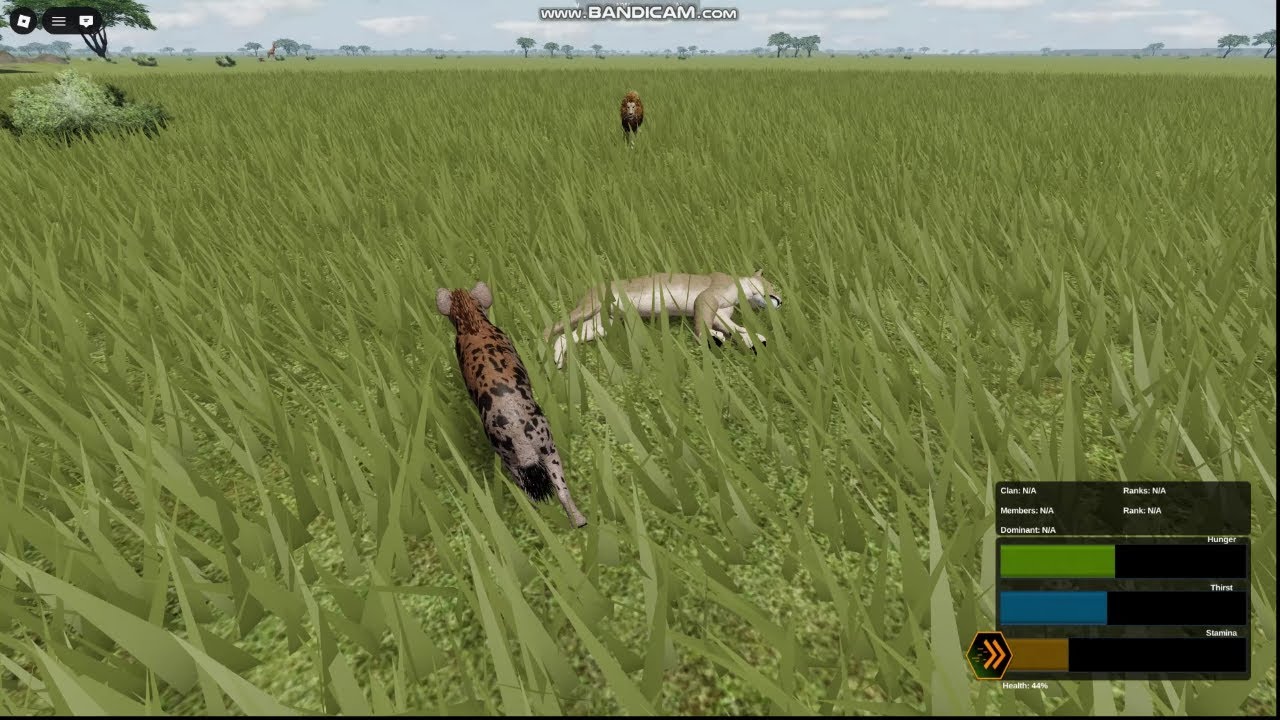 Hyena Soloing Lioness almost ended in Failure | Wild Savannah
