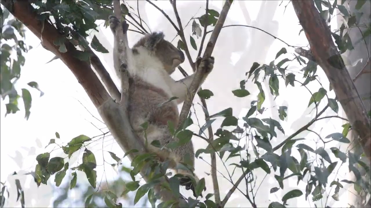 Wild koala Yuno