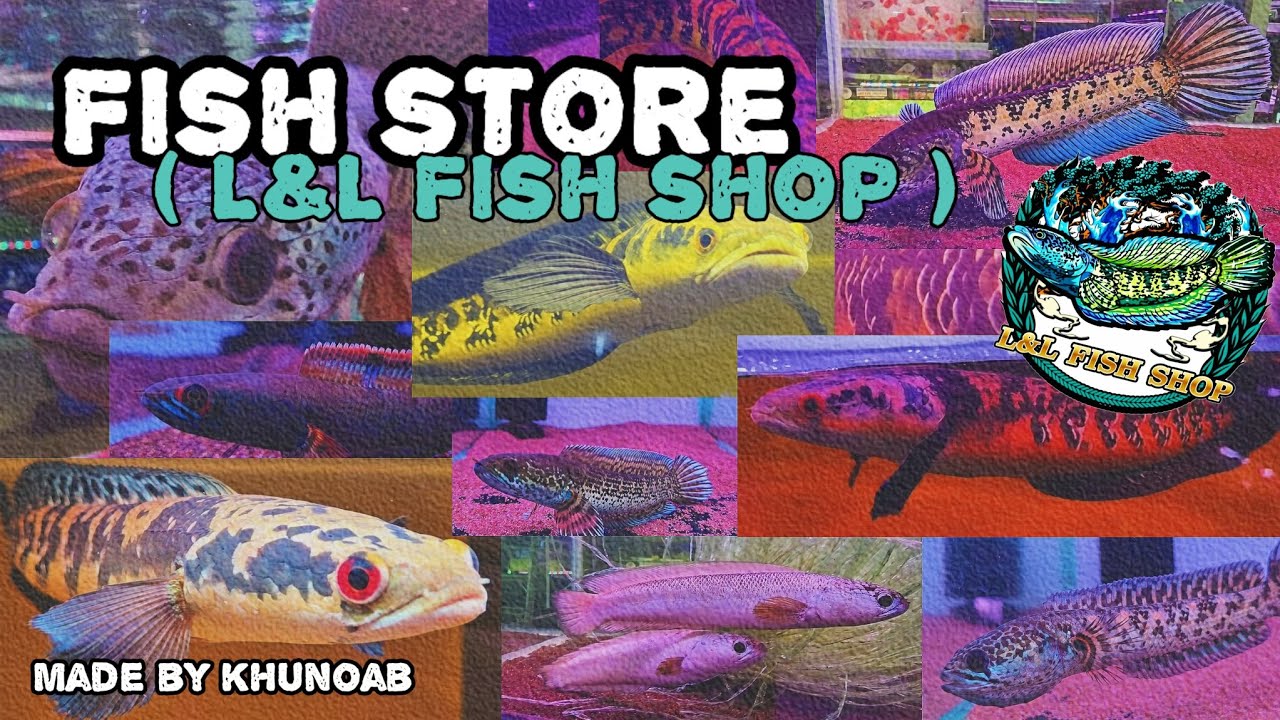 Let's check out some amazing Channa !! | ปลาช่อน ปลากั้งสีแปลกตา อยากได้อ่ะ !! | L&L Fish Shop ❤️