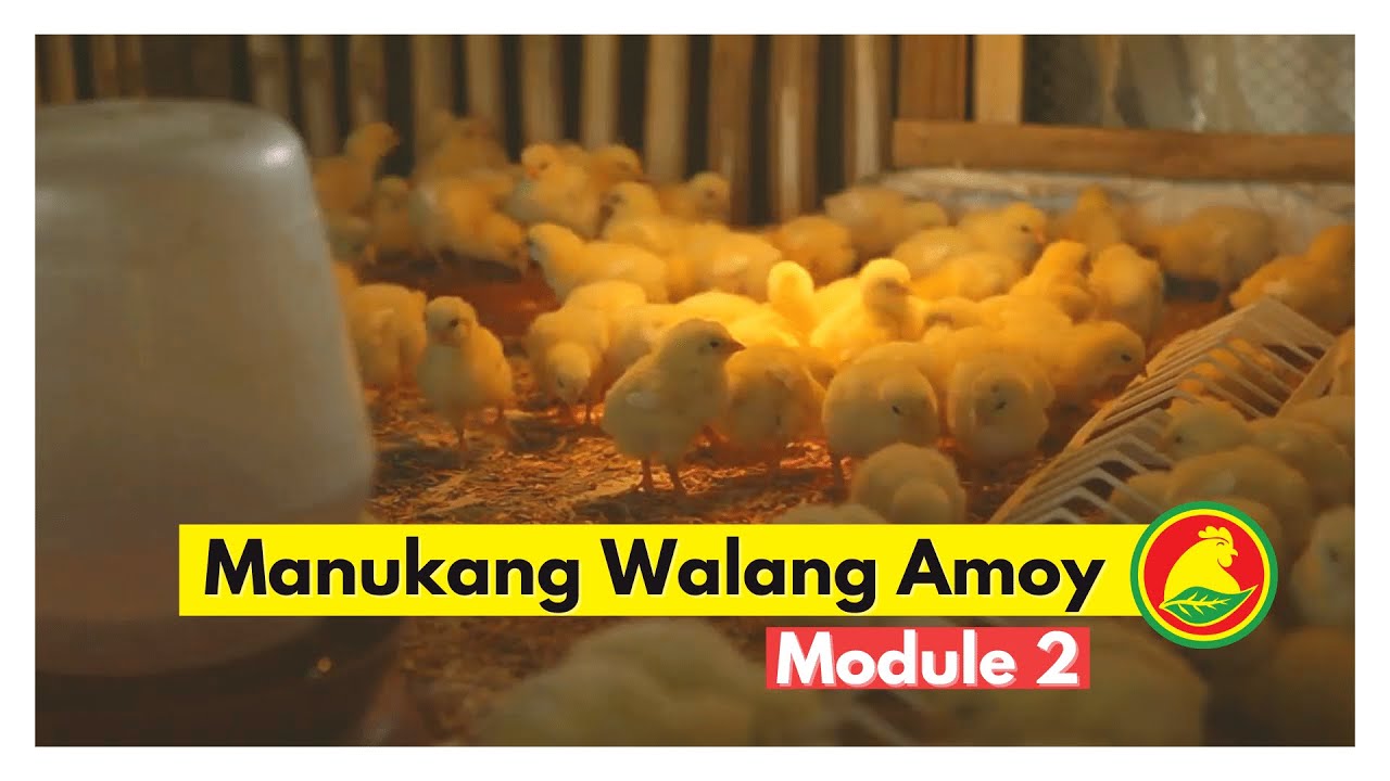 MODULE 2: Manukang Walang Amoy at Iwas Langaw gamit ang Proavian Feeds