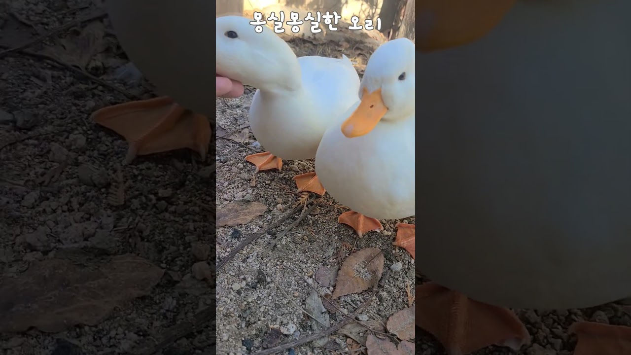 [Farmvlog] 콜덕들은 참 몽실몽실해요 